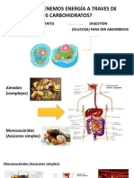 Glucolisis