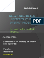 Desarrollo Prostata Vejiga Ureter