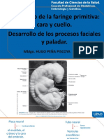 s10 - PPT - Desarrollo de La Faringe Primitiva