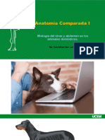 Anatomía Comparada I Clase 12 2022 UCSM