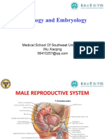 Histology 18 Male Reproductive System