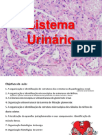 Histologia - Sistema Urinário