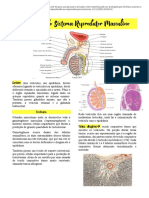 Histologia Do Sistema Reprodutor Masculino - Passei Direto