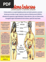 Mi Infografías Sobre El Sistema Endocrino CICARELLY SIGUENZA RAMOS 4 B