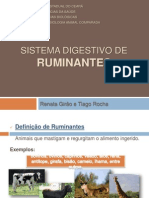 Sistema Digestivo de Ruminantes