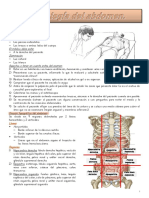 19 - Semiología Del Abdomen (Apunte Lautaro)