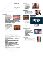 Complejo Cutaneo Vascular de La Pierna