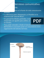 Organización Sistema Nervioso