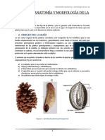 BOTANICA GENERAL. Resumen III Unidad Anatomía y Morfología de La Raíz