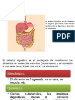 Aparato Digestivo