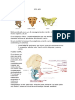 PELVIS-sist Reprod Fem