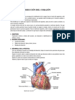 Disección Del Corazón