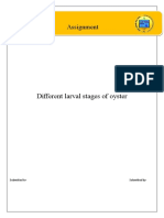 Different Larval Stages of Oyster