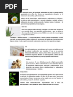 Plantas Medicinales Con Info