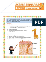 La Piel Del Cuerpo Humano para Segundo de Primaria