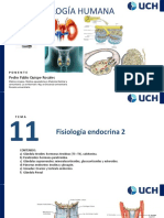 Fisiología Endocrina 2