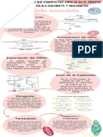 Infografia Paso A Paso Gratis Juvenil Rosa