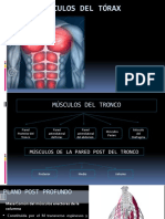 Tema 31 Musculos de Torax y Abdomen