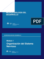 Organización Sistema Nervioso