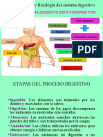 Clase Ii Sistema Digestivo