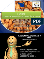 Procesos de Producción Del Cultivo de Cacahuate o