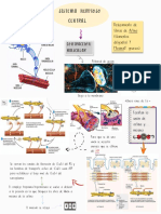 Biquímica - Esquema Contracción Muscular - Ars