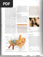 Anatomia Del Oido