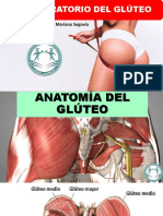 Laboratorio Del Gluteo