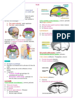 1-Massif Crânial N.M