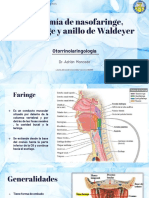 Anatomia Orofaringe, Nasofaringe y Anillo de Waldeyer