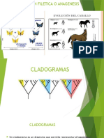 CLADOGRAMAS