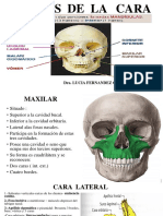 Huesos de La Cara Ii-2023 - 230316 - 081054