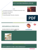 Desarrollo Prenatal