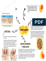 Mapa Mental1