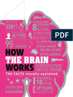 How The Brain Work