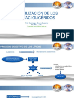 Movilización de Triacilgliceridos en Monogastricos