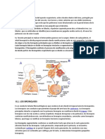 Los Pulmones