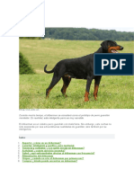 Perro Doberman