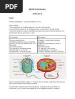 Morfo 1