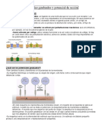 Potenciales Graduados y Potencial de Acción