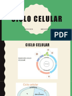 Laboratorio 1 Mitosis