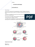 Actividad Embriología