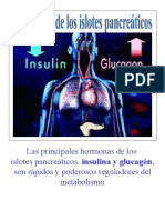 Clase 5-Endocrino