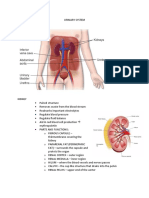 Urinary System