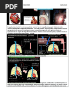 Clase Trauma de Torax y Abdomen