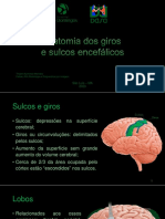 Apresentação1 - Anatomia Giros e Sulcos