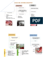 Patologias Del Sistema Digestivo1