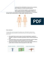 Posicion Anatómica