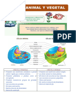 Célula Animal y Vegetal