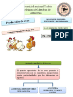 Anatomia Aves